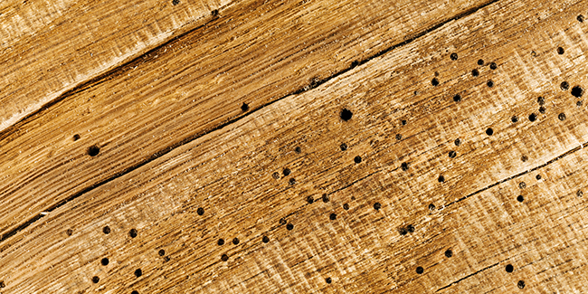Attention aux termites : protégez votre charpente en bois !